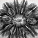 11 Mukhi Rudraksha 31.8mm 6.89gm - Inverse xray