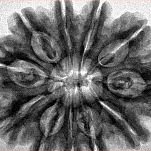 11 Mukhi Rudraksha 31.8mm 6.89gm - Inverse xray