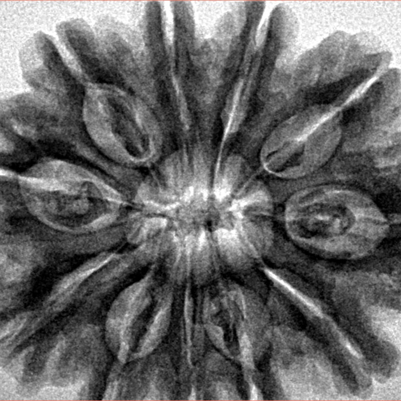 11 Mukhi Rudraksha 31.8mm 6.89gm - Inverse xray