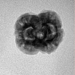 2 Mukhi Rudraksha 21.3mm 2gm - Inverse xray