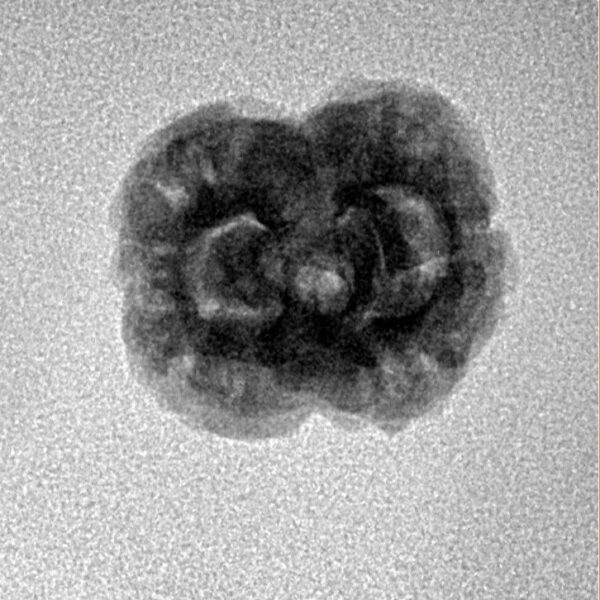 2 Mukhi Rudraksha 21.3mm 2gm - Inverse xray