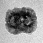 2 Mukhi Rudraksha 21.2mm 1.72gm - Inverse xray