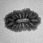 16 Mukhi Rudraksha 16.2mm 0.88gm - Inverse xray