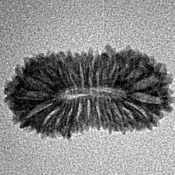 25 Mukhi Rudraksha 21.1mm 0.93gm - Inverse xray