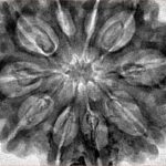 10 Mukhi Rudraksha 33.9mm 7.92gm - Inverse xray