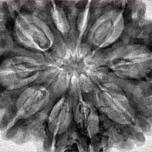 10 Mukhi Rudraksha 33.9mm 7.92gm - Inverse xray