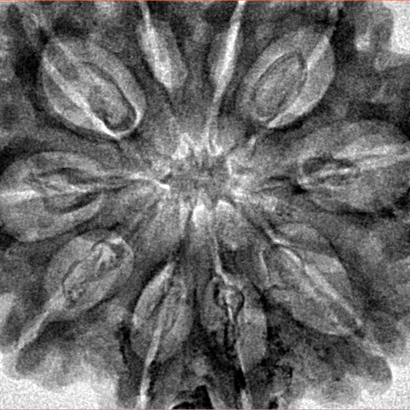 10 Mukhi Rudraksha 33.9mm 7.92gm - Inverse xray