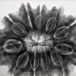 11 Mukhi Rudraksha 31.7mm 7.69gm - Inverse xray