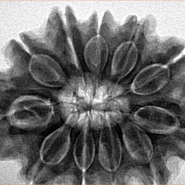 11 Mukhi Rudraksha 31.7mm 7.69gm - Inverse xray