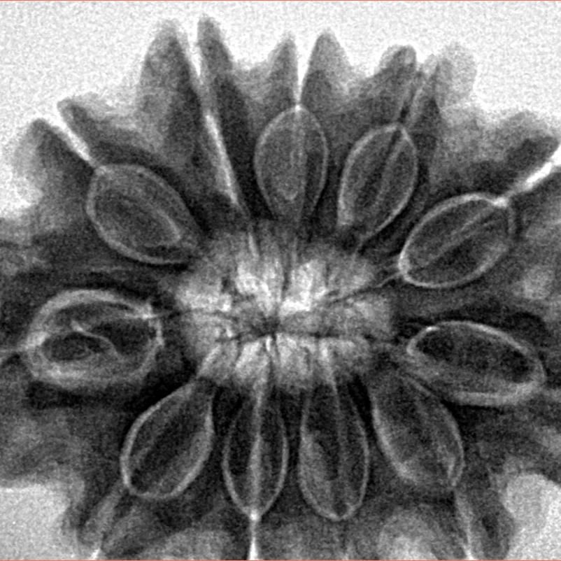 11 Mukhi Rudraksha 31.7mm 7.69gm - Inverse xray