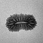 20 Mukhi Rudraksha 15.9mm 0.65gm - Inverse xray