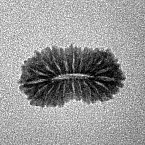 20 Mukhi Rudraksha 15.9mm 0.65gm - Inverse xray