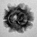 2 Mukhi Rudraksha 16.7mm 1.19gm - Inverse xray