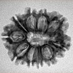 10 Mukhi Rudraksha 24.3mm 2.8gm - Inverse xray