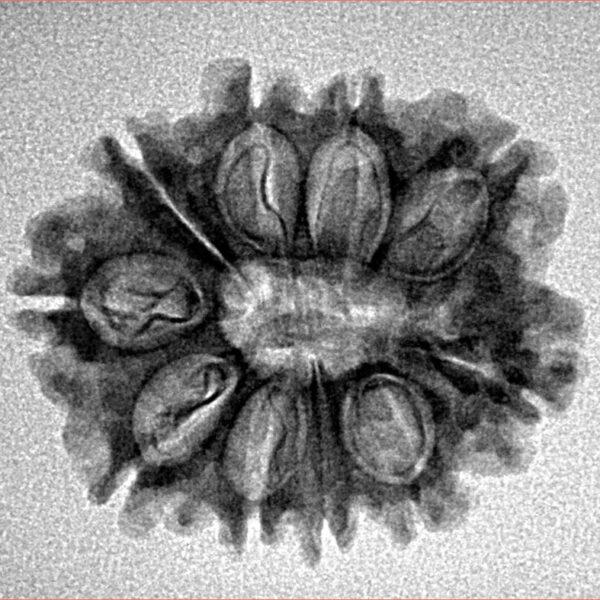 10 Mukhi Rudraksha 24.3mm 2.8gm - Inverse xray