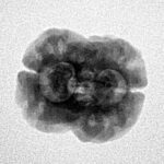 2 Mukhi Rudraksha 25.4mm 2.43gm - Inverse xray