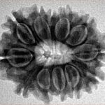 12 Mukhi Rudraksha 25.9mm 4.15gm - Inverse xray