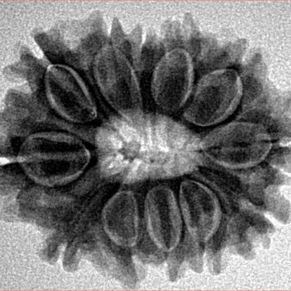 12 Mukhi Rudraksha 25.9mm 4.15gm - Inverse xray