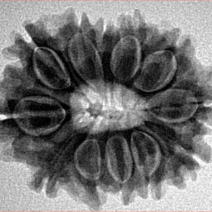 12 Mukhi Rudraksha 25.9mm 4.15gm - Inverse xray