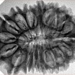 17 Mukhi Rudraksha 32.6mm 5gm - Inverse xray