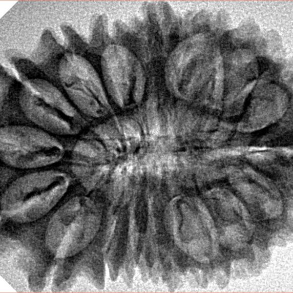 17 Mukhi Rudraksha 32.6mm 5gm - Inverse xray