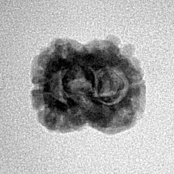 2 Mukhi Rudraksha 19.4mm 1.44gm - Inverse xray