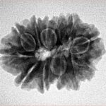 11 Mukhi Rudraksha 25.4mm 3.86gm - Inverse xray