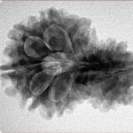 14 Mukhi Garbh Gauri 27.8mm 4.46gm - Inverse xray