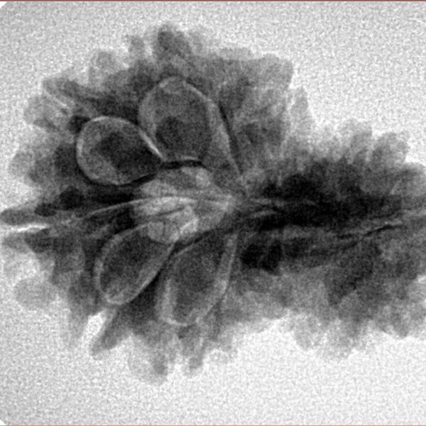 14 Mukhi Garbh Gauri 27.8mm 4.46gm - Inverse xray