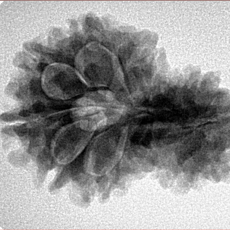 14 Mukhi Garbh Gauri 27.8mm 4.46gm - Inverse xray