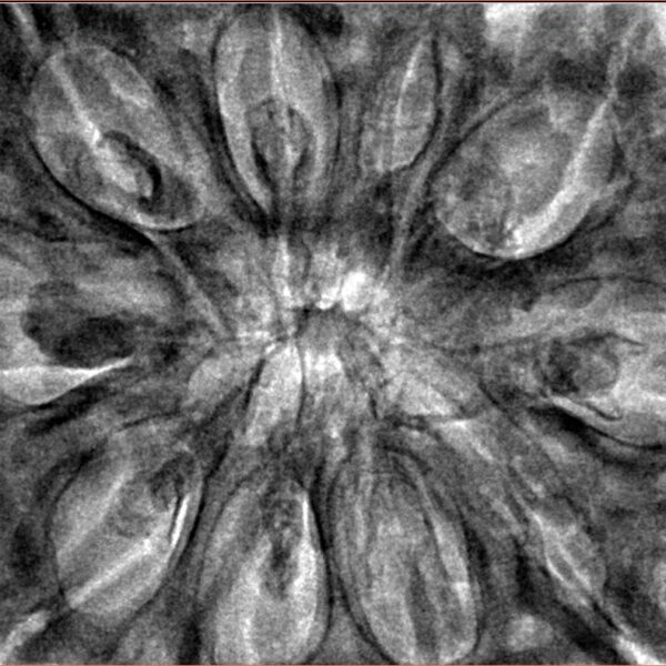 10 Mukhi Ganesh 38.2mm 10.99gm - Inverse xray