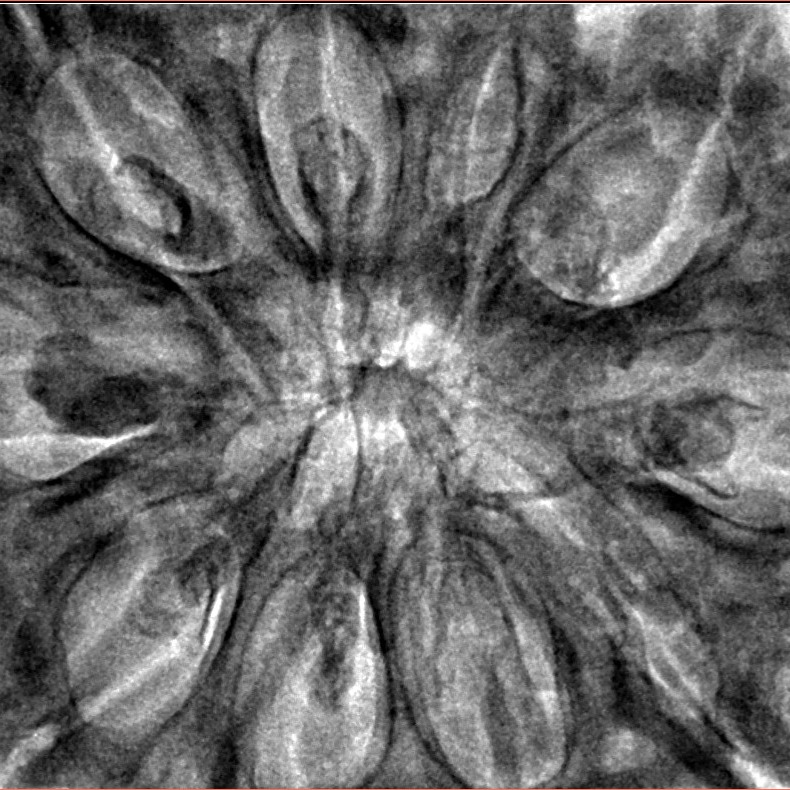 10 Mukhi Ganesh 38.2mm 10.99gm - Inverse xray