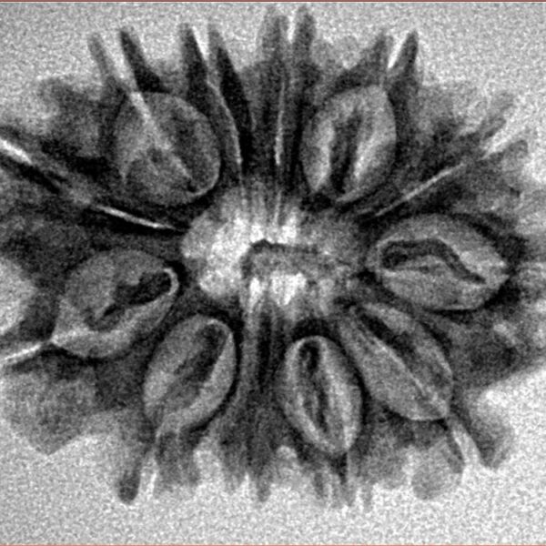 12 Mukhi Rudraksha 27.4mm 3.58gm - Inverse xray