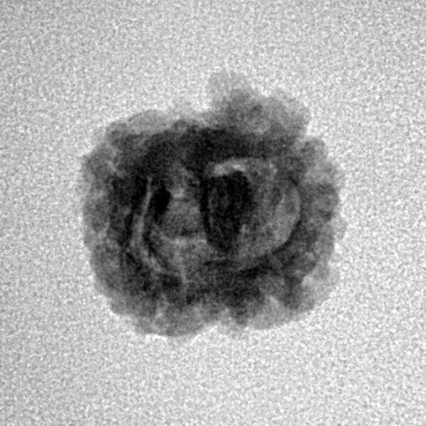 2 Mukhi Rudraksha 20.7mm 1.37gm - Inverse xray