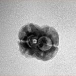 2 Mukhi Rudraksha 21.1mm 1.45gm - Inverse xray