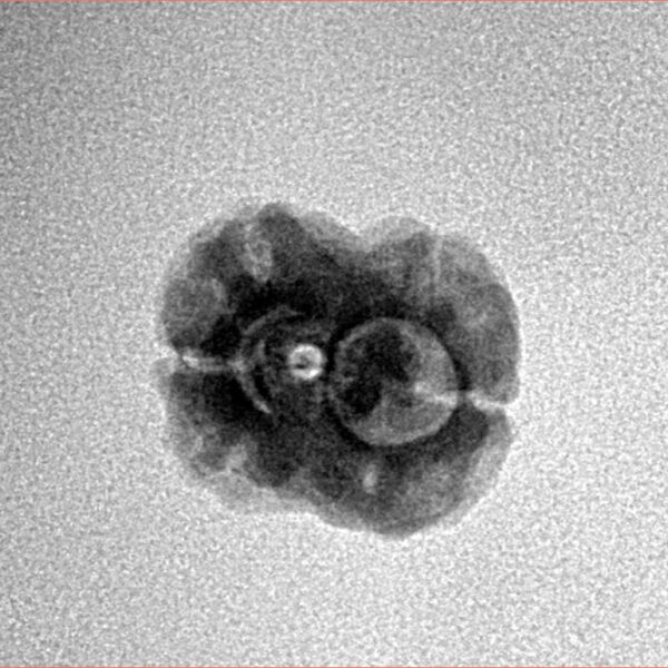 2 Mukhi Rudraksha 21.1mm 1.45gm - Inverse xray