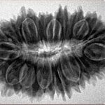 23 Mukhi Rudraksha 33.6mm 6.17gm - Inverse xray