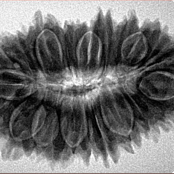 23 Mukhi Rudraksha 33.6mm 6.17gm - Inverse xray