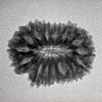 16 Mukhi Rudraksha 22.2mm 2.39gm - Inverse xray