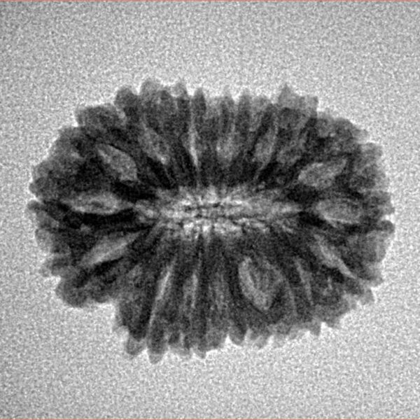 16 Mukhi Rudraksha 22.2mm 2.39gm - Inverse xray