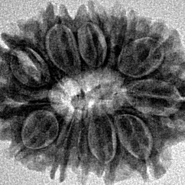 12 Mukhi Rudraksha 25.2mm 3.58gm - Inverse xray