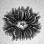 11 Mukhi Rudraksha 20.8mm 2.67gm - Inverse xray