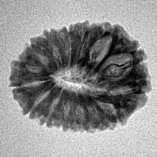 15 Mukhi Rudraksha 20.9mm 1.91gm - Inverse xray