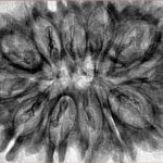 12 Mukhi Rudraksha 36.7mm 7gm - Inverse xray