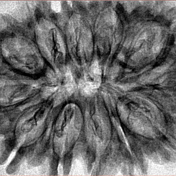 12 Mukhi Rudraksha 36.7mm 7gm - Inverse xray