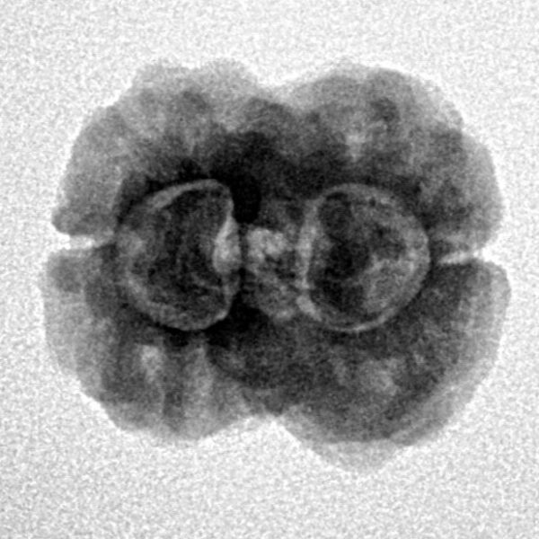 2 Mukhi Rudraksha 24.9mm 2.59gm - Inverse xray
