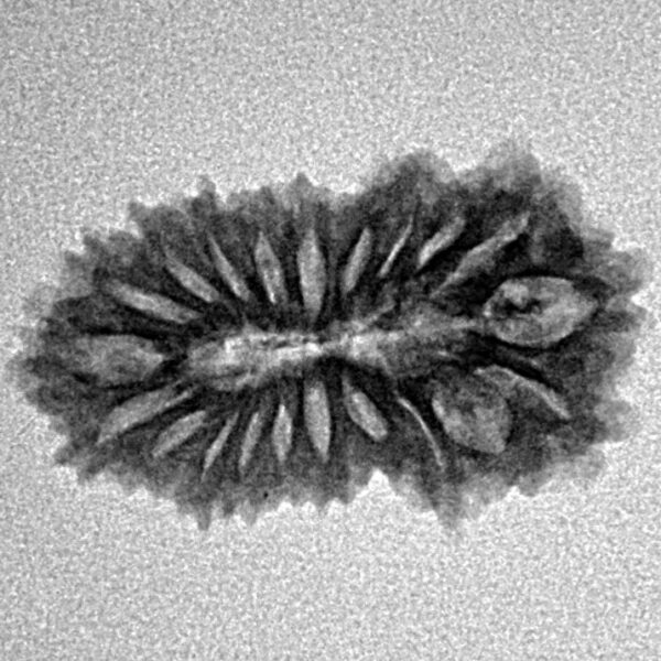 21 Mukhi Rudraksha 23.1mm 2gm - Inverse xray