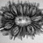 12 Mukhi Rudraksha 28mm 4.13gm - Inverse xray