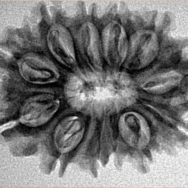 12 Mukhi Rudraksha 28mm 4.13gm - Inverse xray