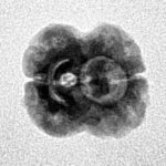 2 Mukhi Rudraksha 19mm 1.33gm - Inverse xray